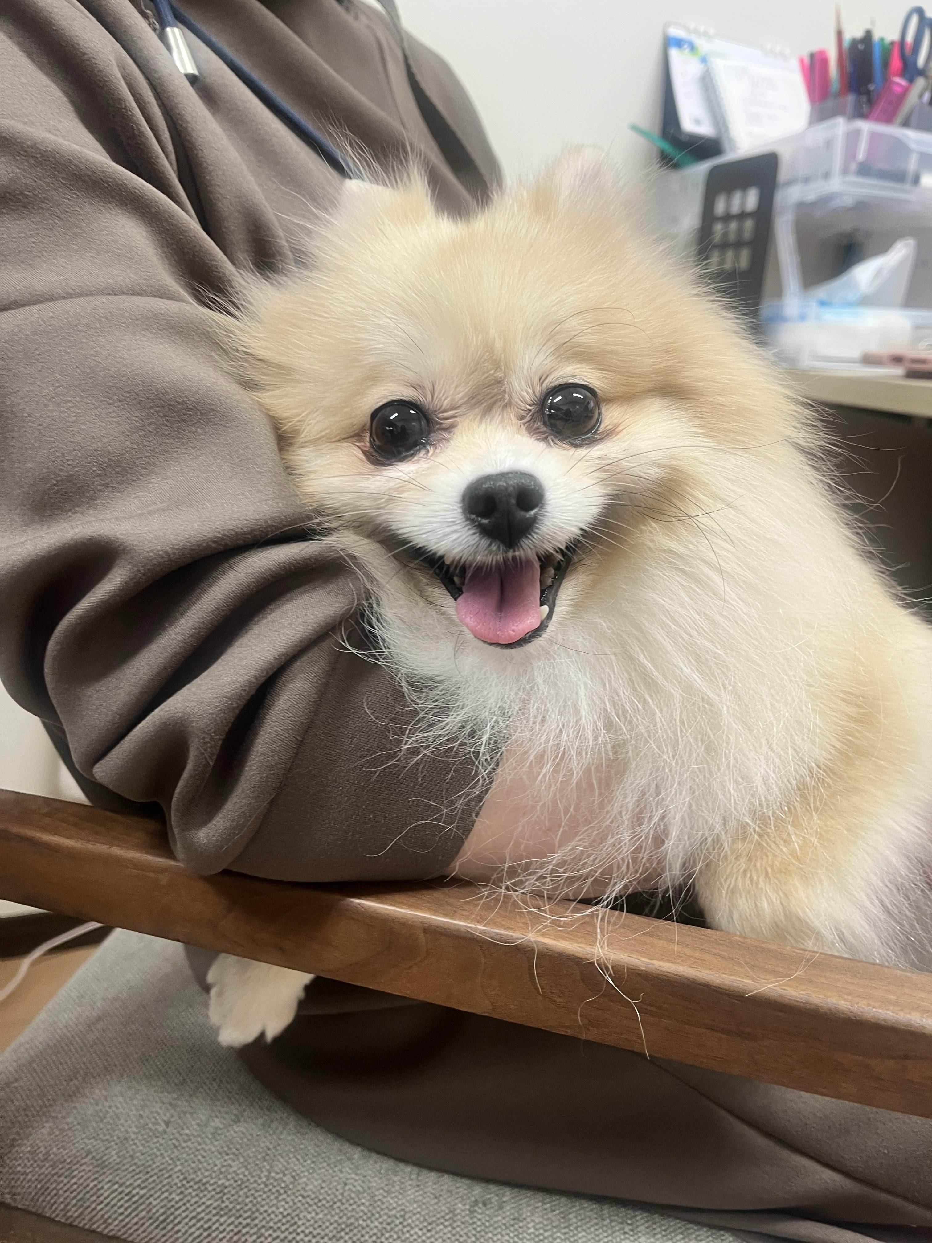 犬職員ぽんぽん